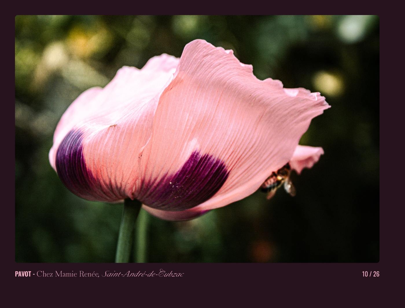 Page 10 - livre "Le temps des fleurs"