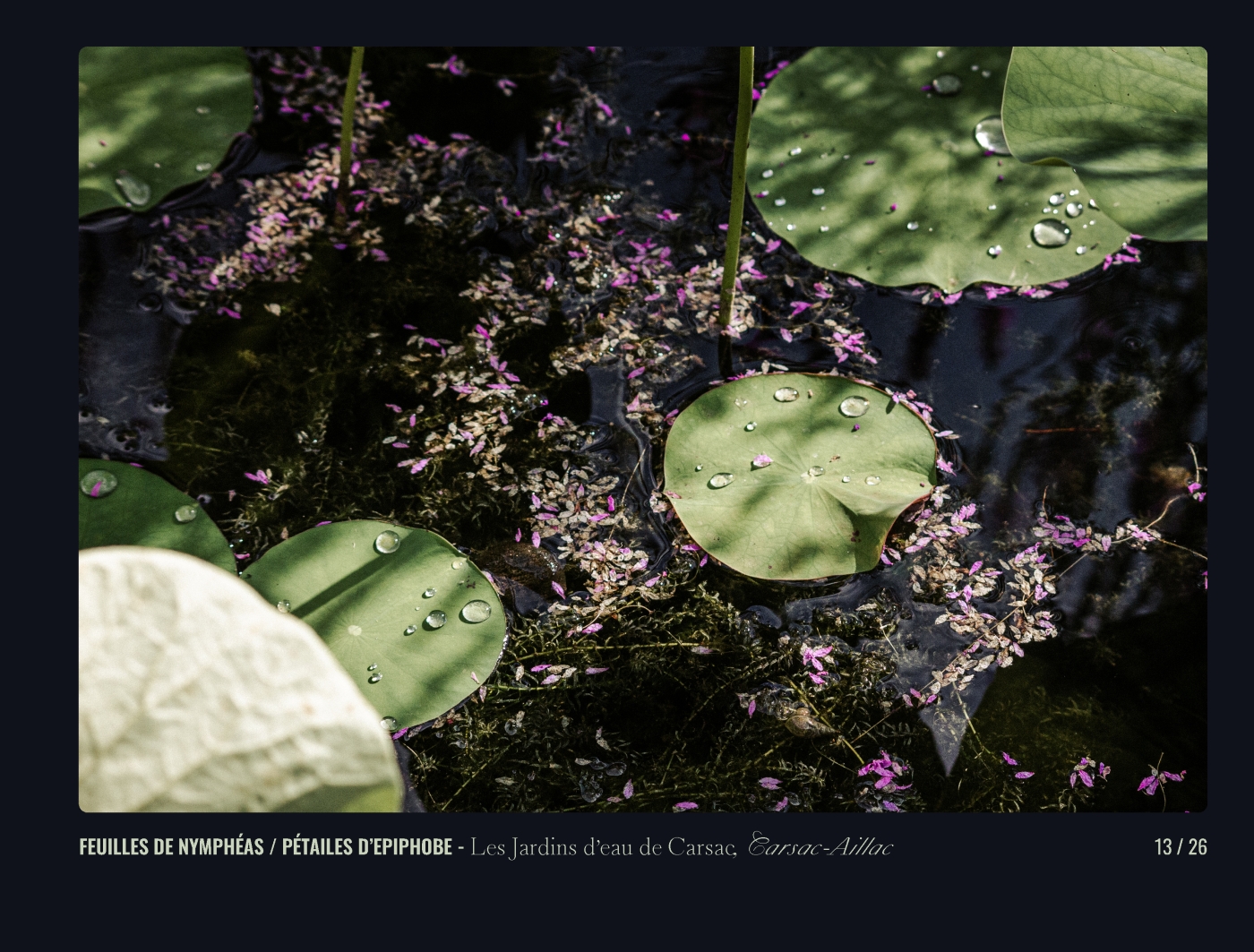 Page 13 - livre "Le temps des fleurs"