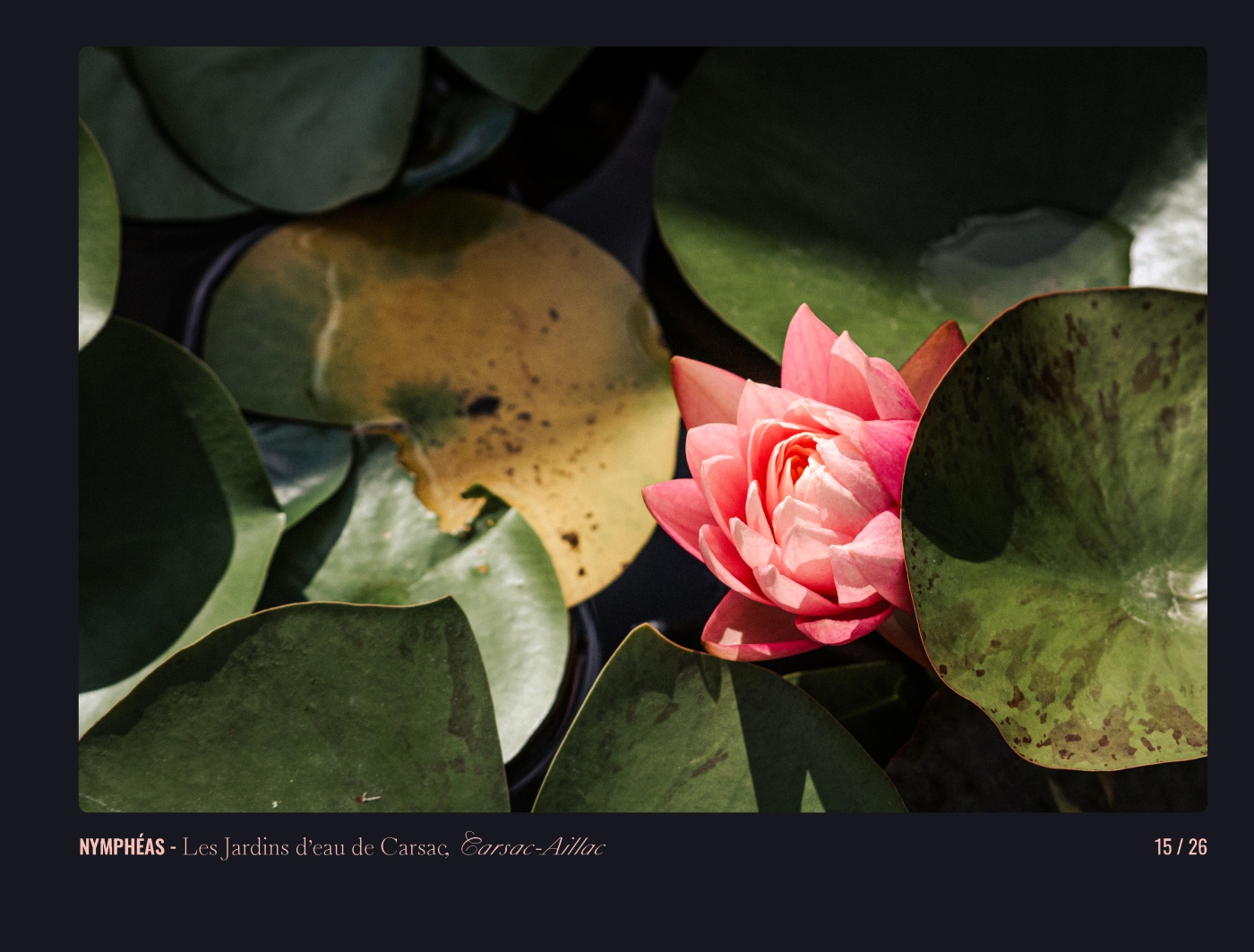 Page 15 - livre "Le temps des fleurs"
