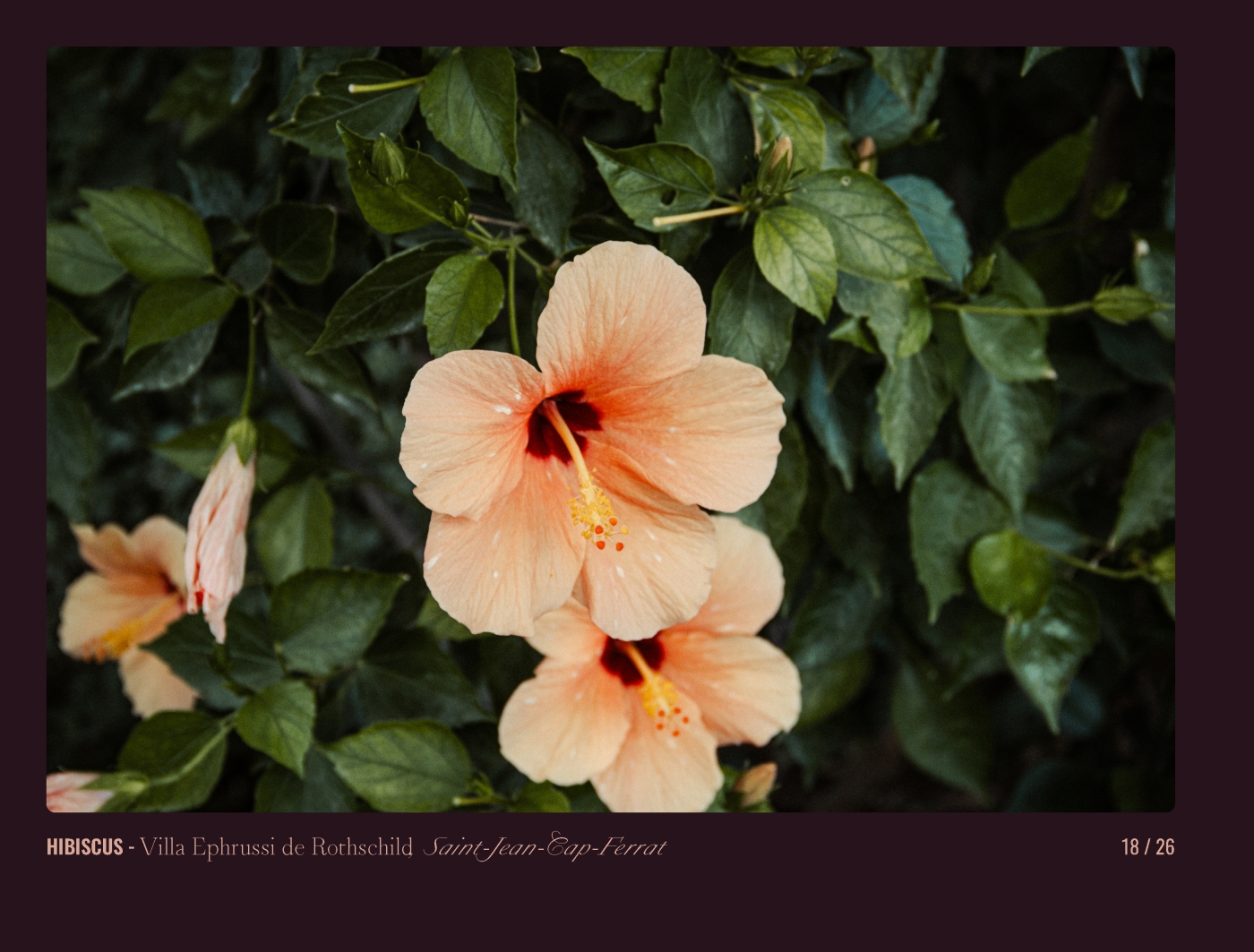 Page 18 - livre "Le temps des fleurs"