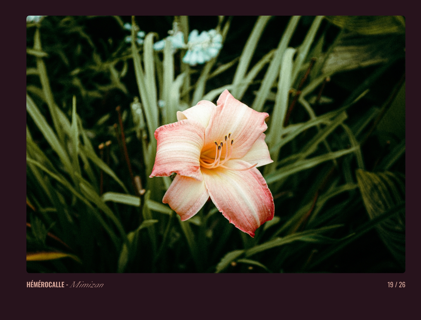 Page 19 - livre "Le temps des fleurs"