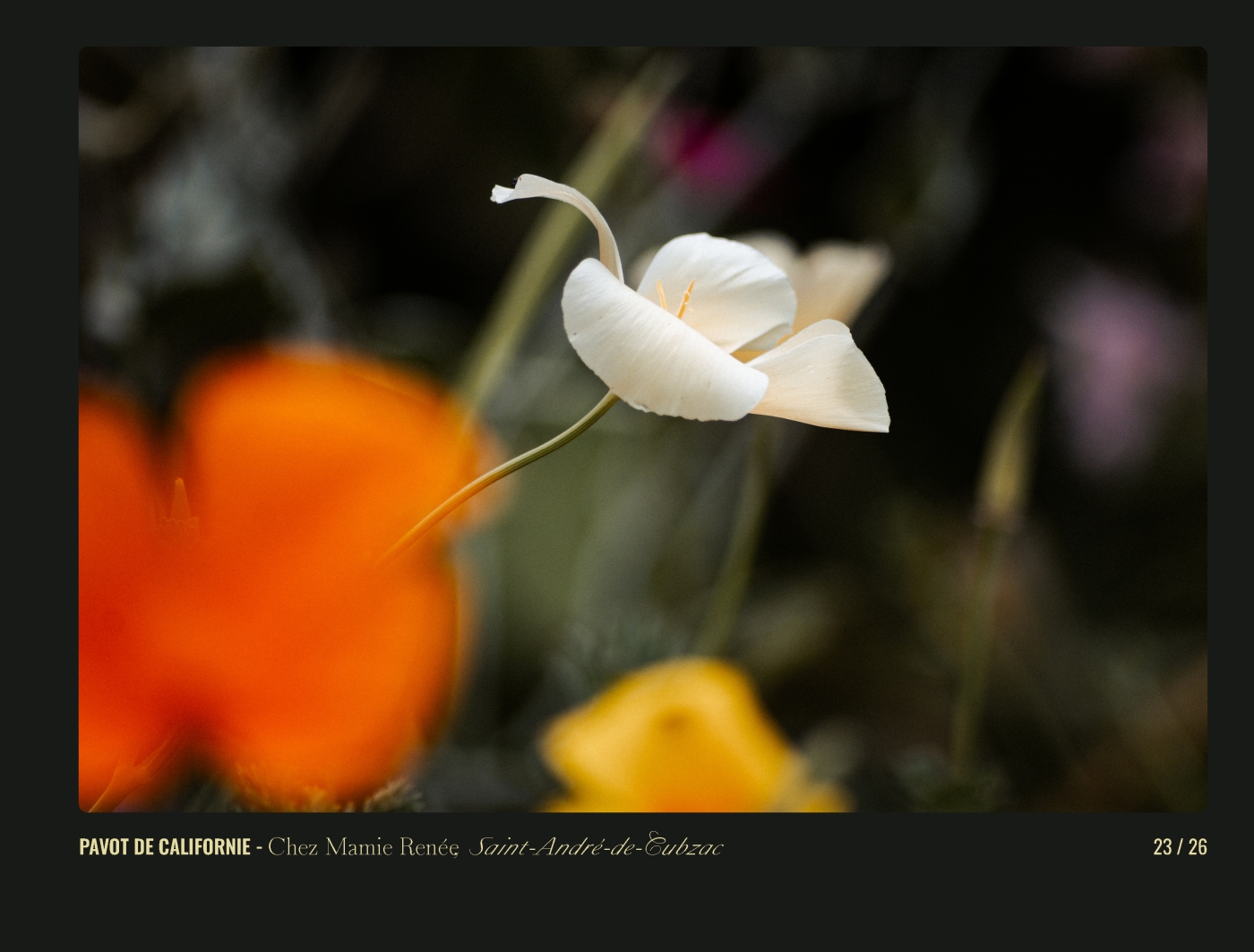 Page 23 - livre "Le temps des fleurs"