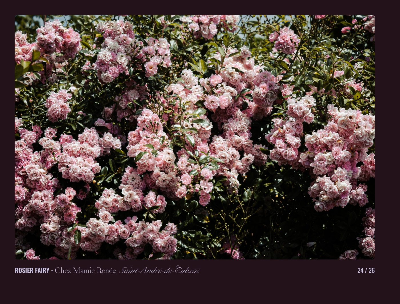 Page 24 - livre "Le temps des fleurs"