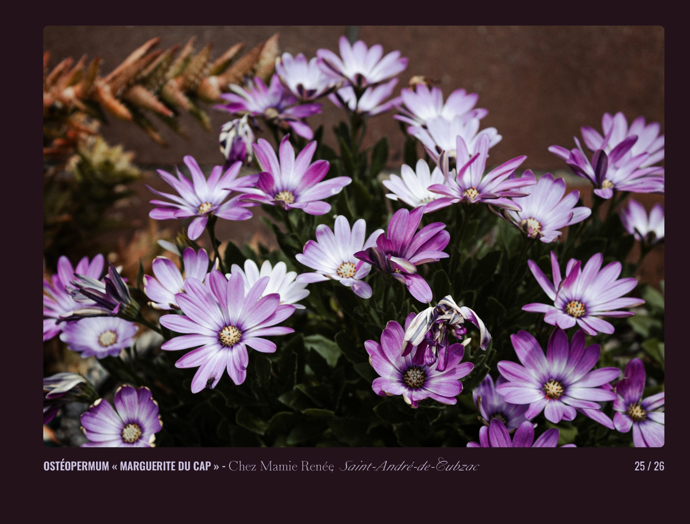 Page 25 - livre "Le temps des fleurs"