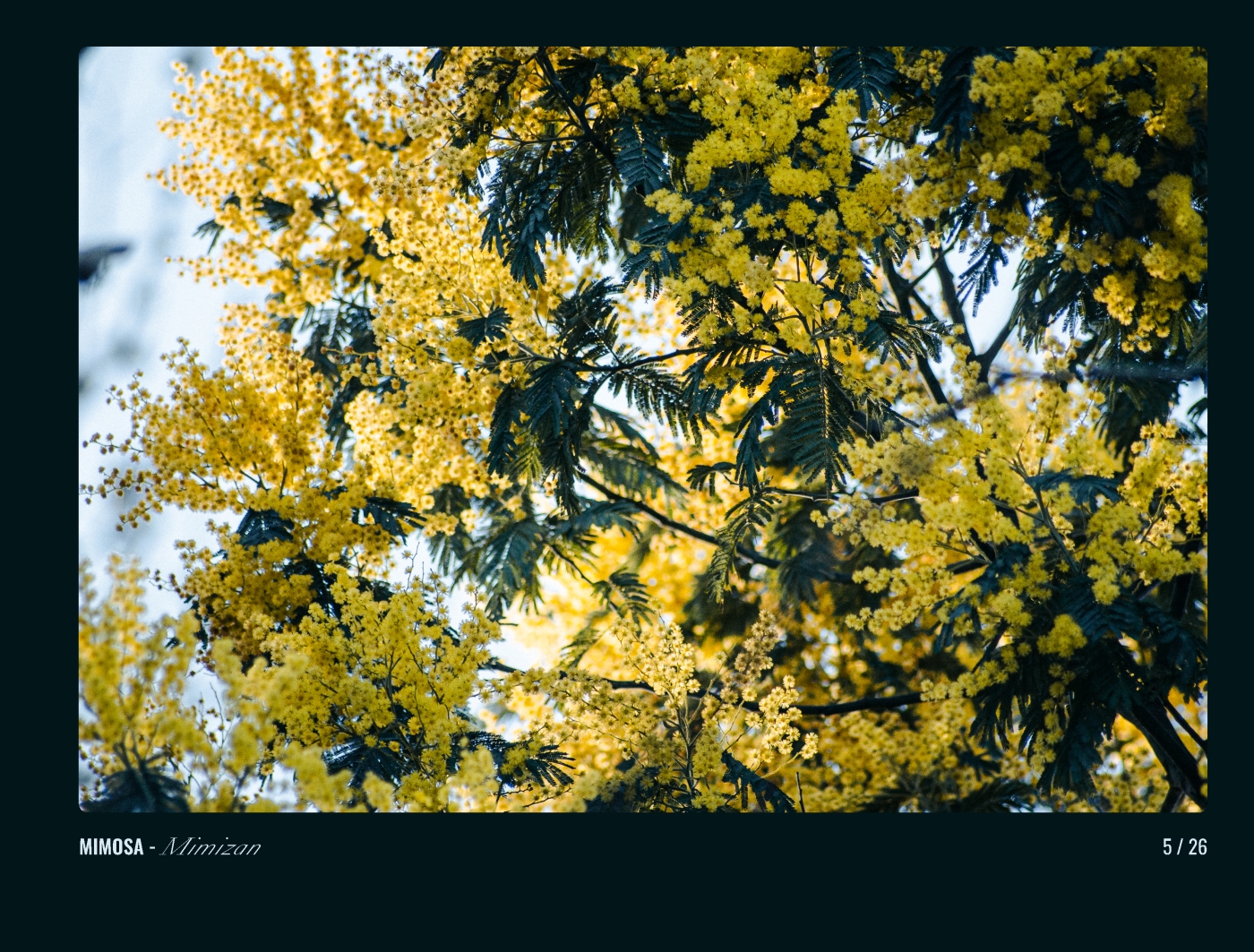 Page 5 - livre "Le temps des fleurs"