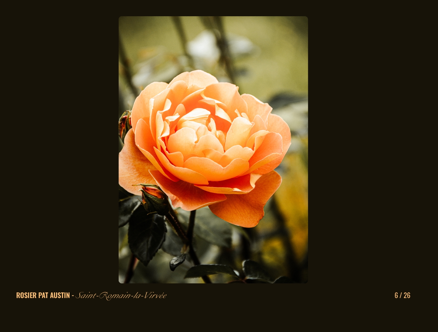Page 6 - livre "Le temps des fleurs"