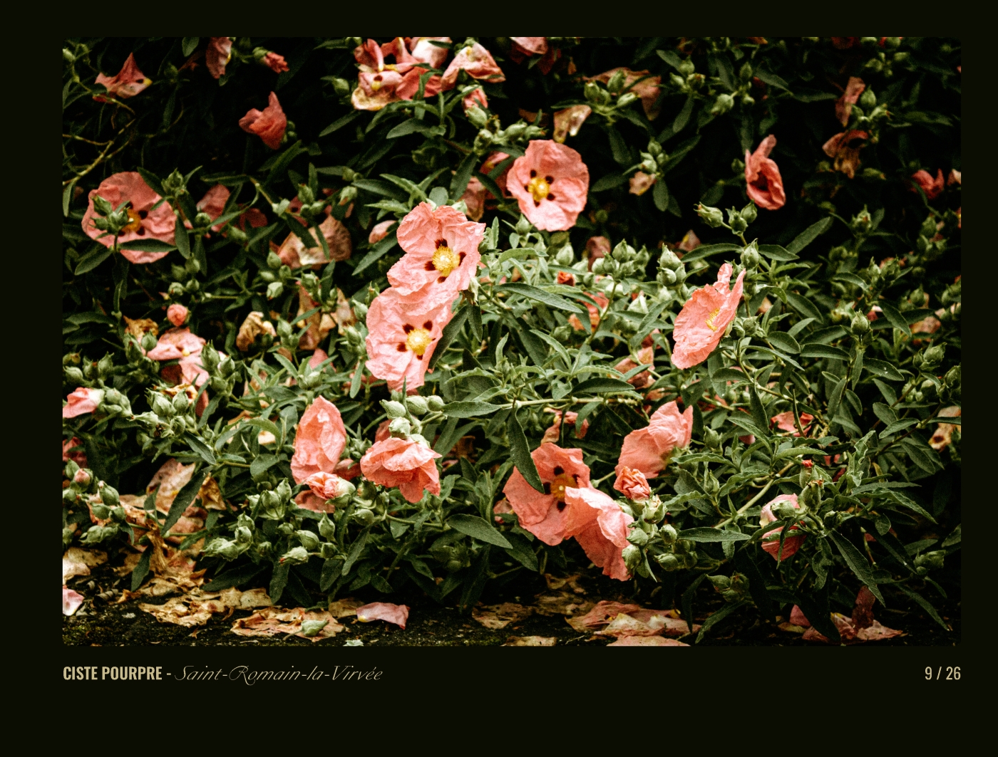 Page 9 - livre "Le temps des fleurs"
