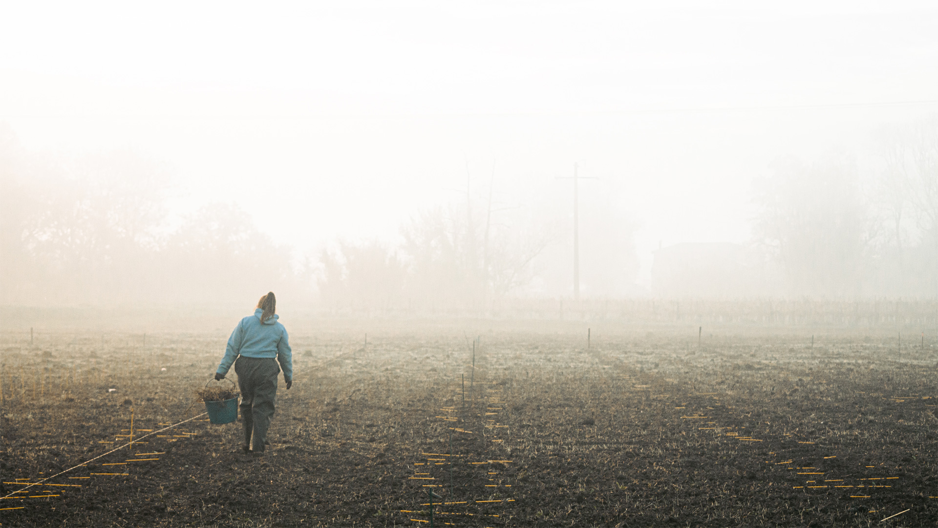 Photographie brume - plantation de houblon - Montgaillard