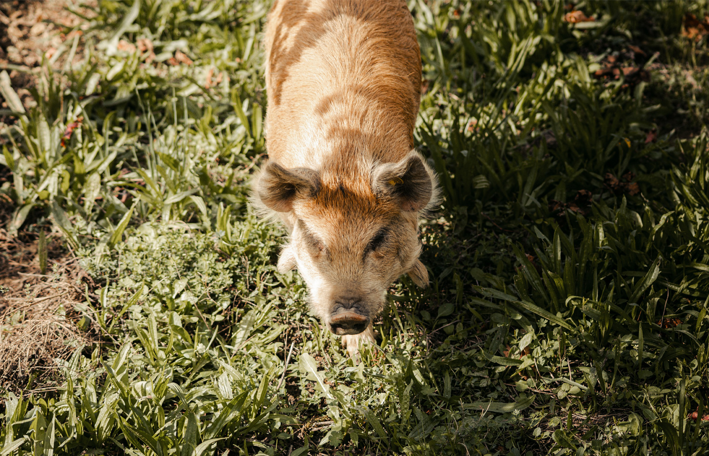 Photographie cochons Kune Kune - Montgaillard